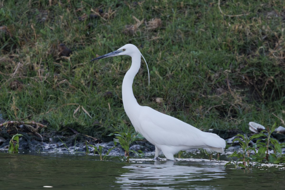 Little Egret - ML641109378