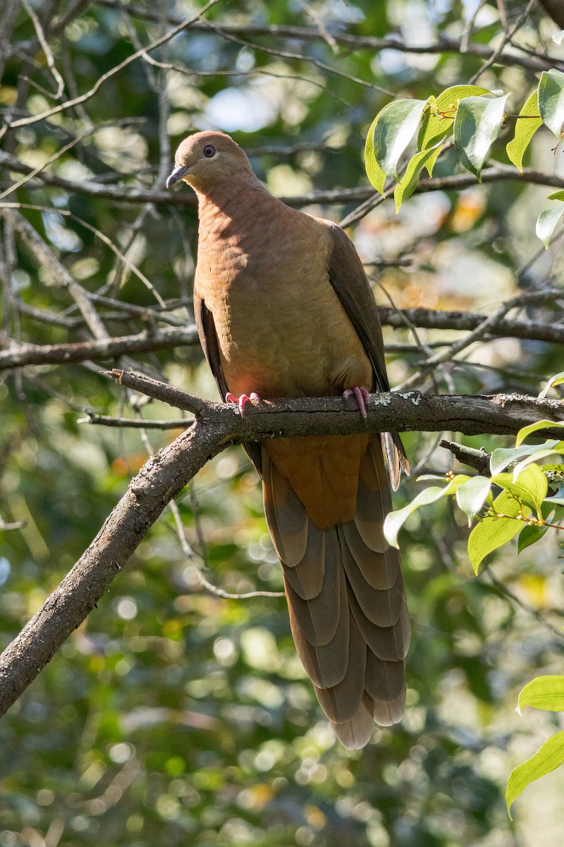 Brown Cuckoo-Dove - ML641109385