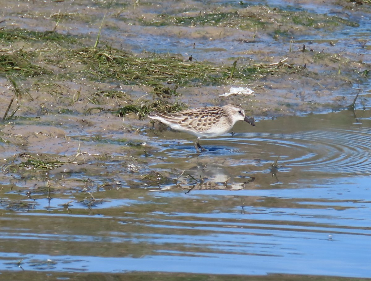 Semipalmated Sandpiper - ML641109391