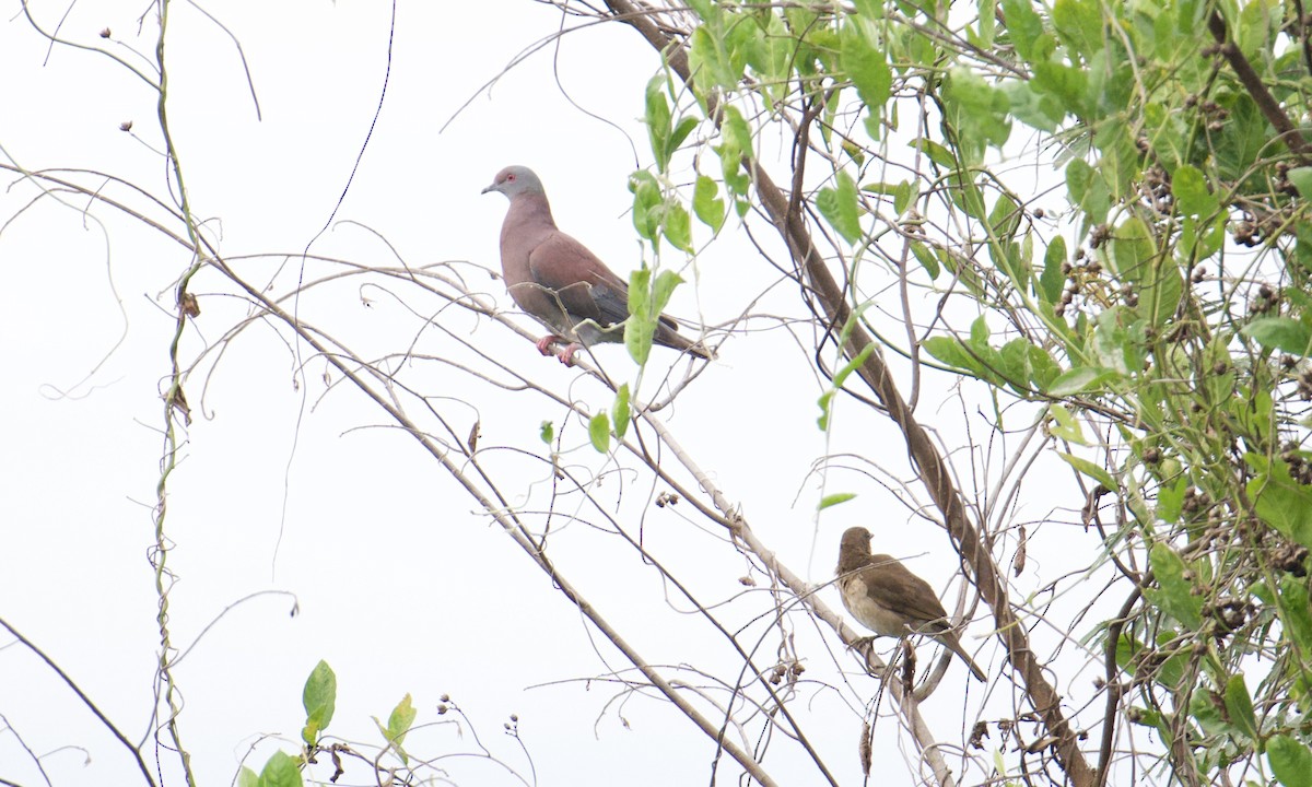 Pale-vented Pigeon - ML641109399
