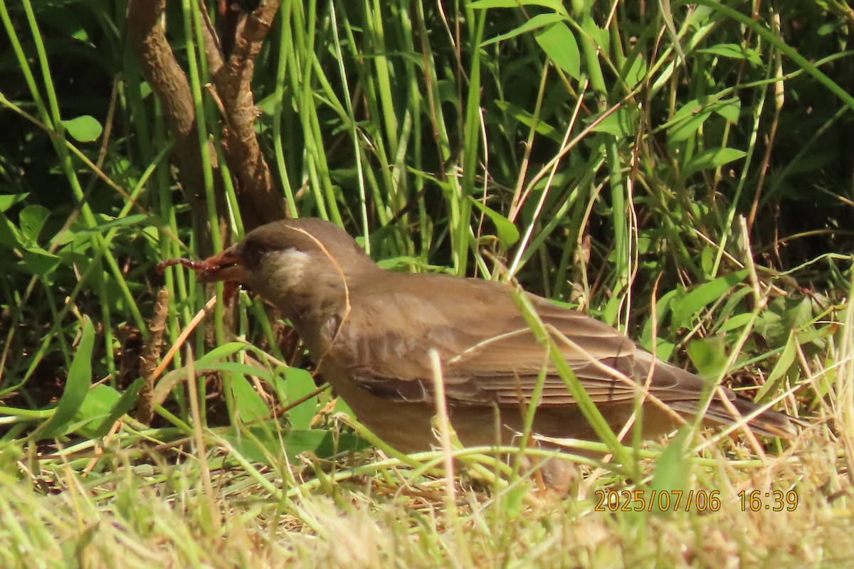 White-cheeked Starling - ML641109402