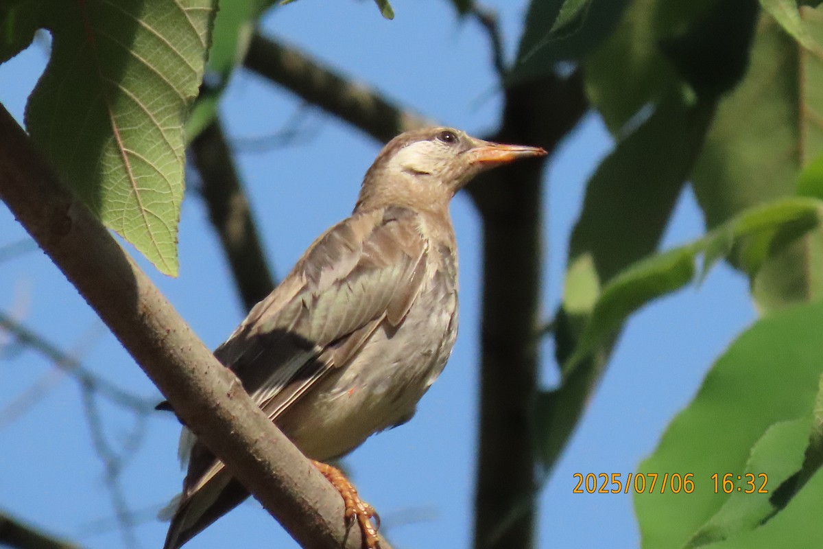 White-cheeked Starling - ML641109404