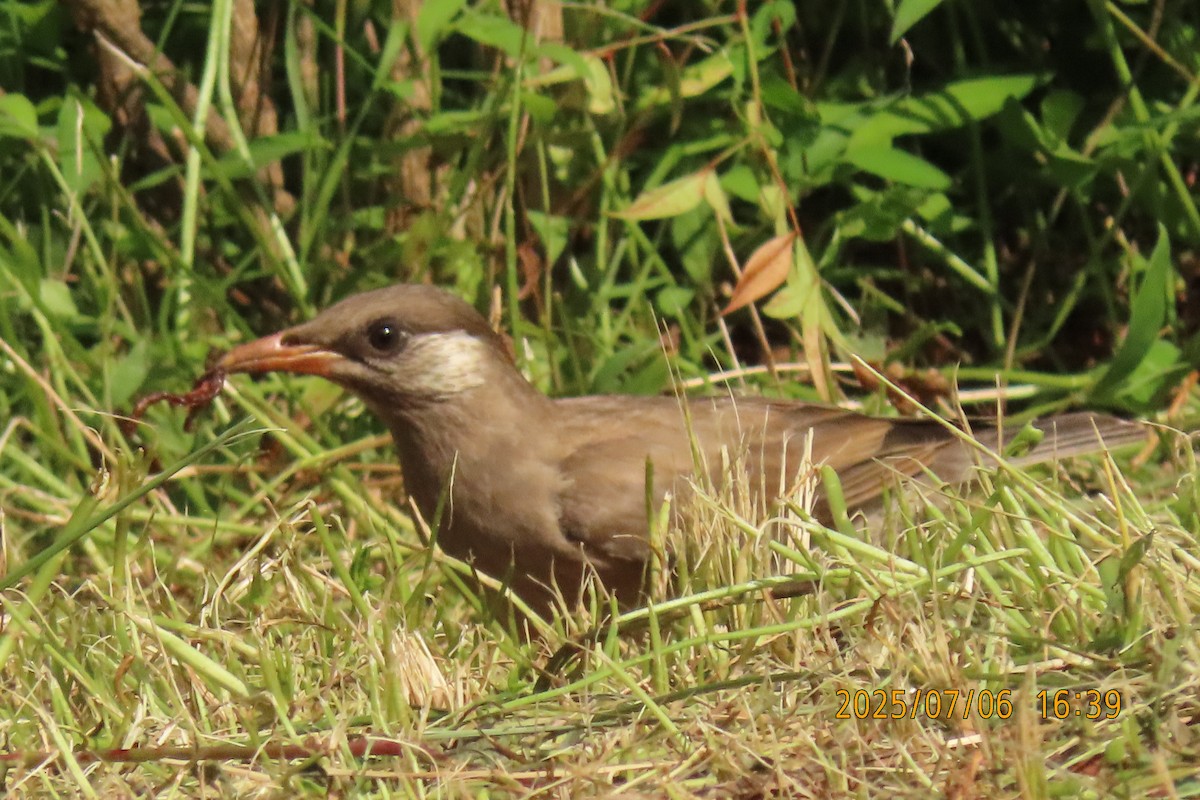 White-cheeked Starling - ML641109405