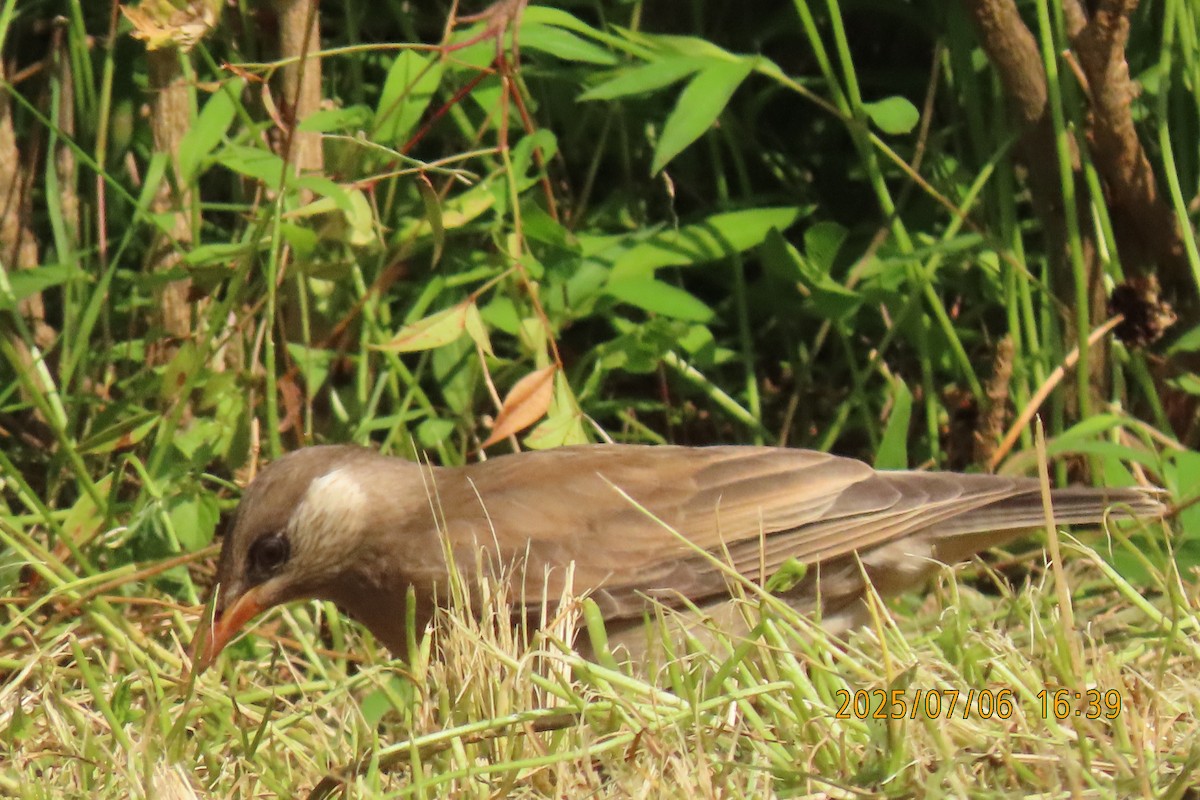 White-cheeked Starling - ML641109406