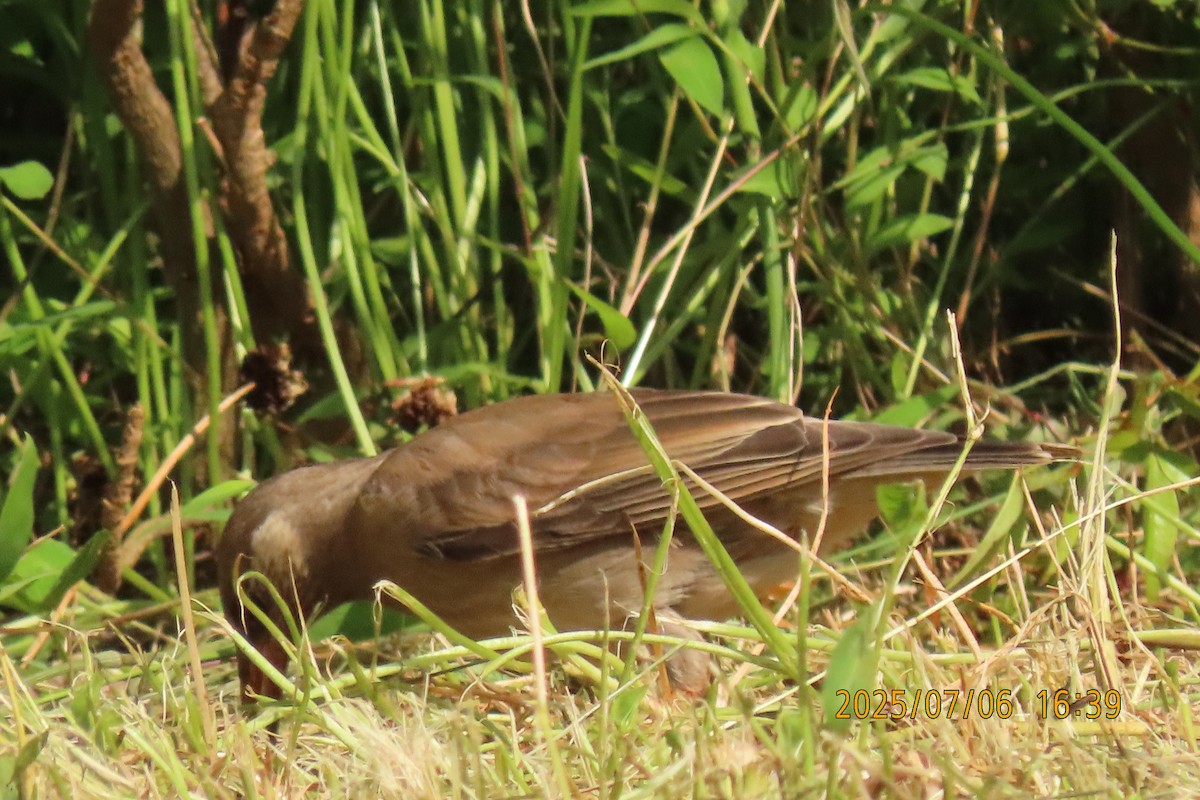 White-cheeked Starling - ML641109409