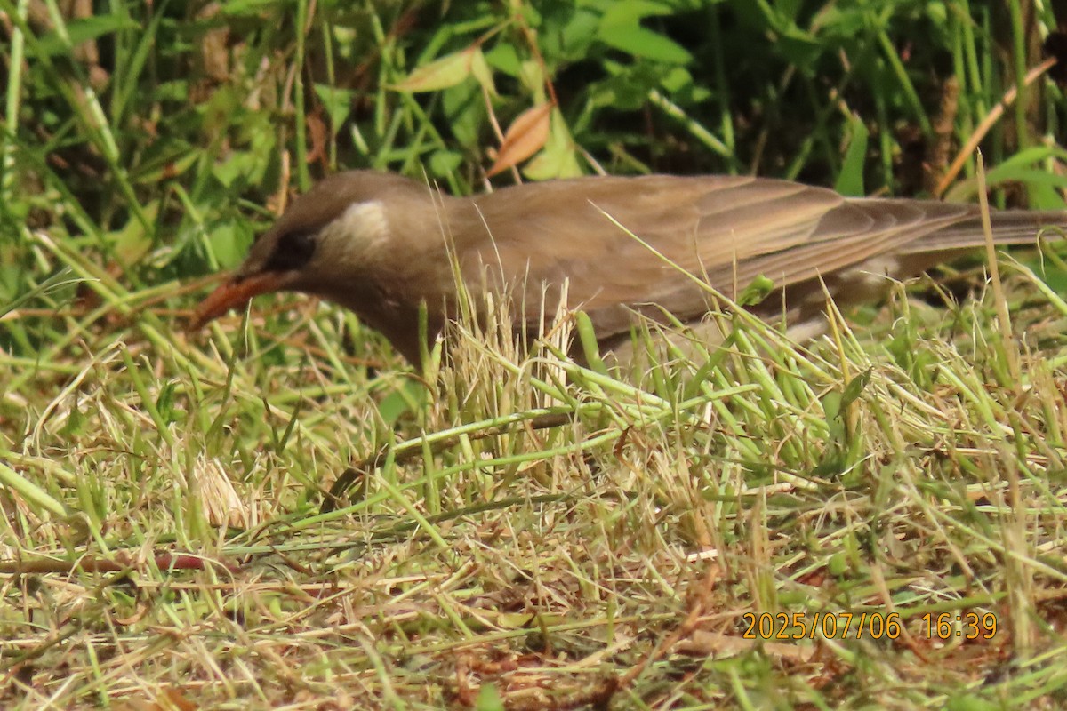White-cheeked Starling - ML641109411