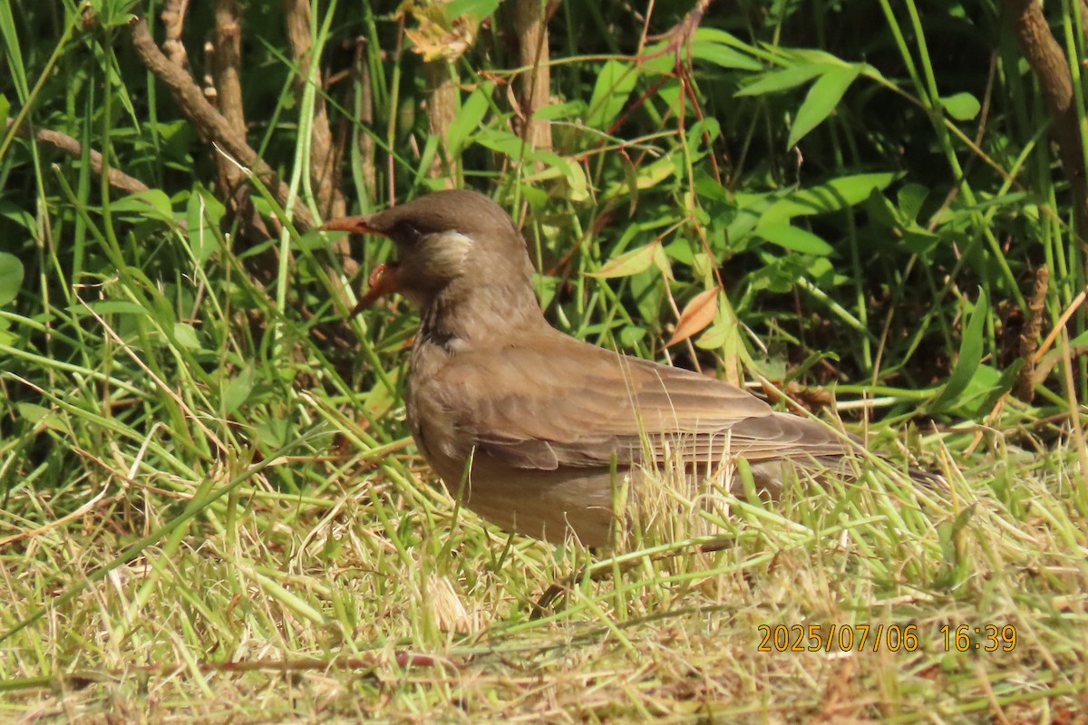 White-cheeked Starling - ML641109415