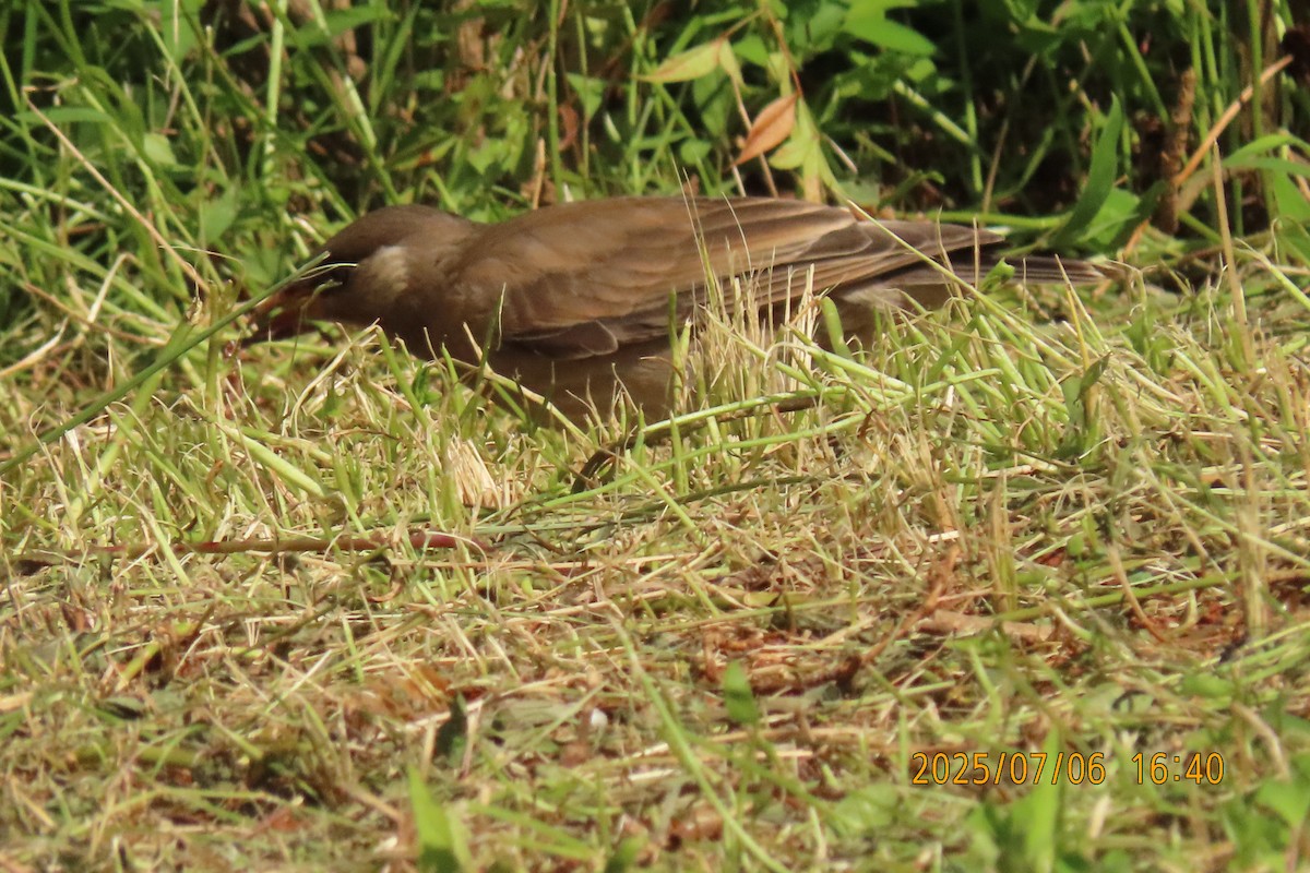 White-cheeked Starling - ML641109416