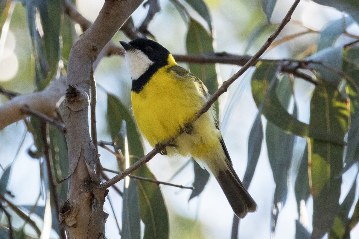 Golden Whistler - ML641109418
