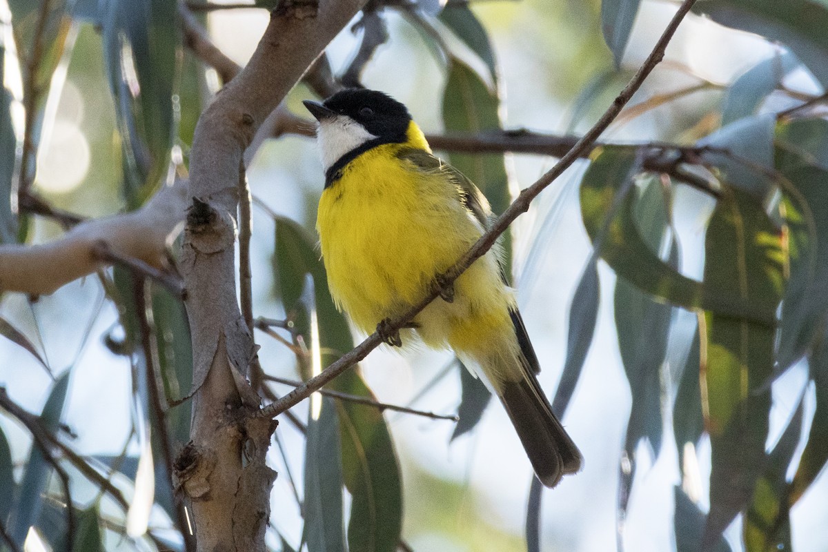 Golden Whistler - ML641109419