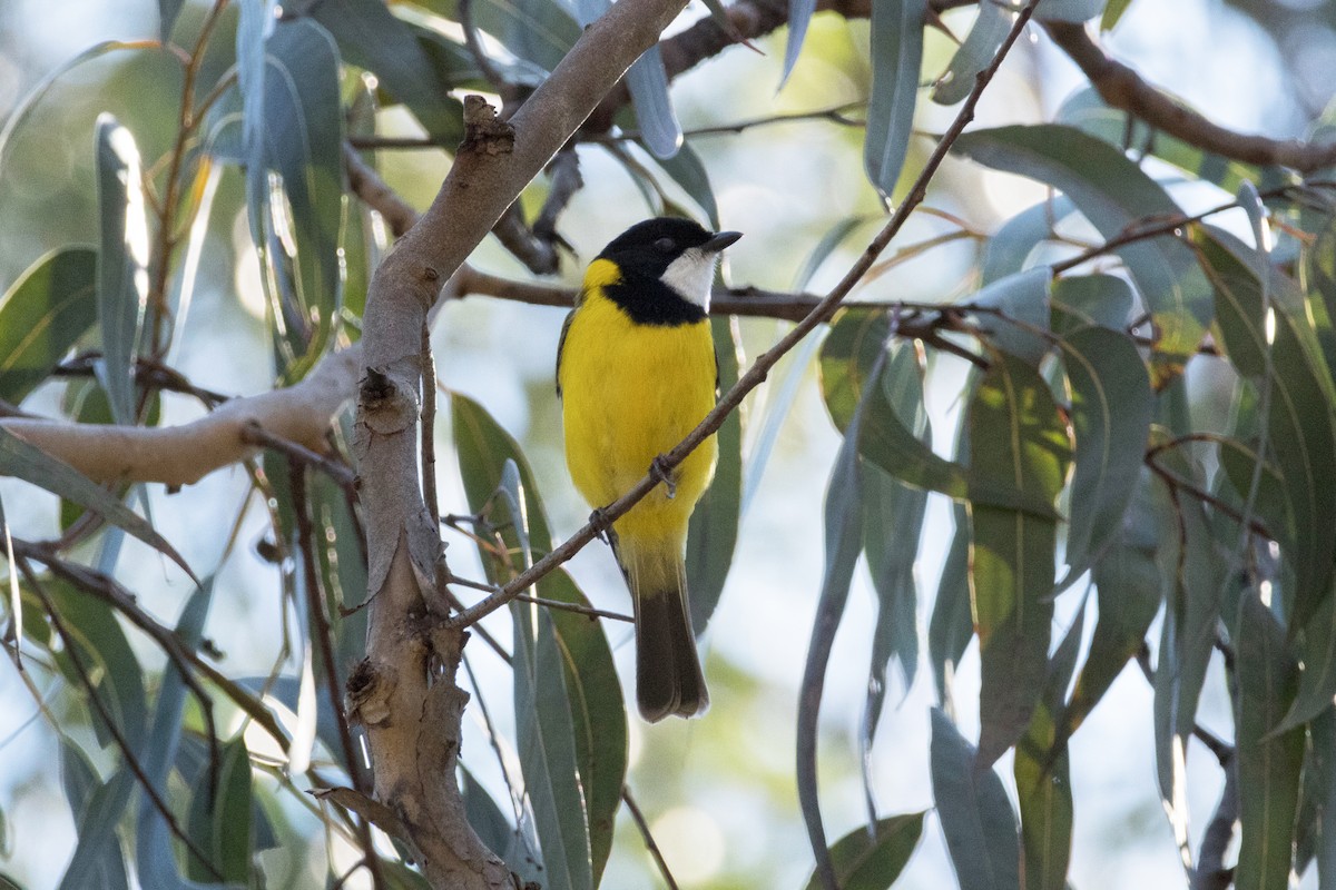 Golden Whistler - ML641109420