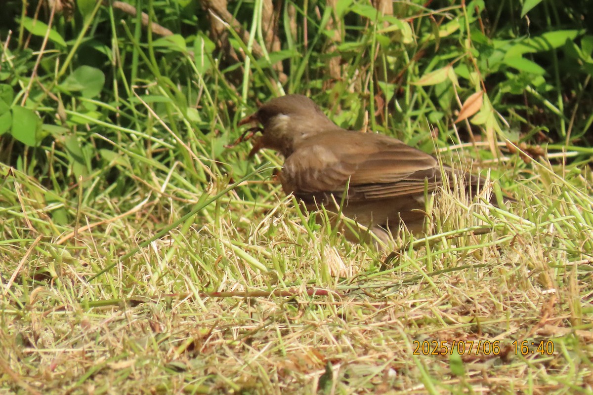 White-cheeked Starling - ML641109421
