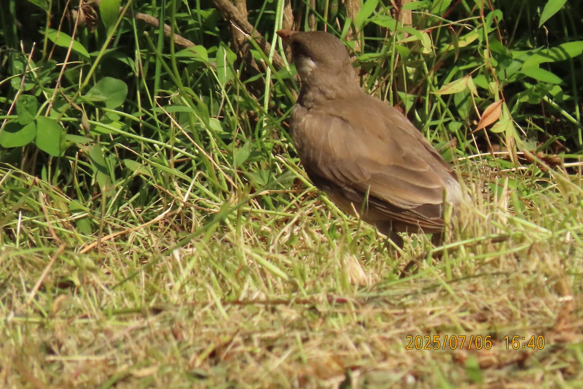 White-cheeked Starling - ML641109422