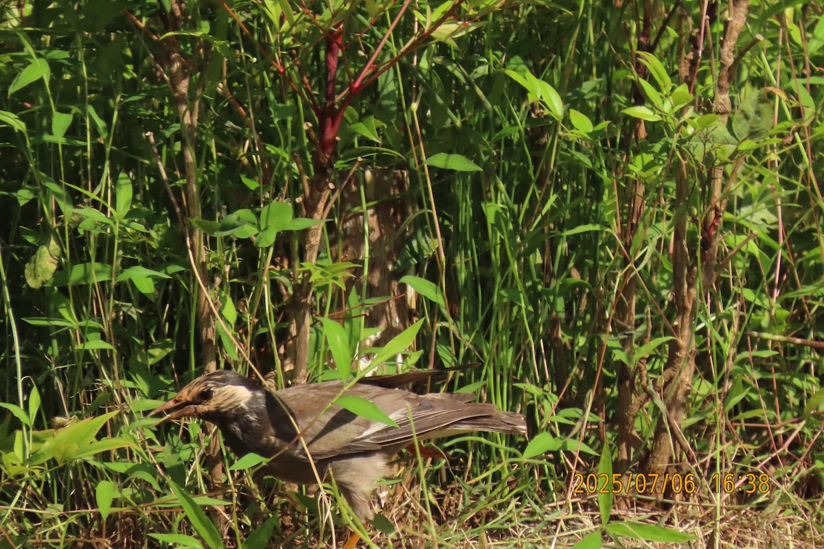 White-cheeked Starling - ML641109423