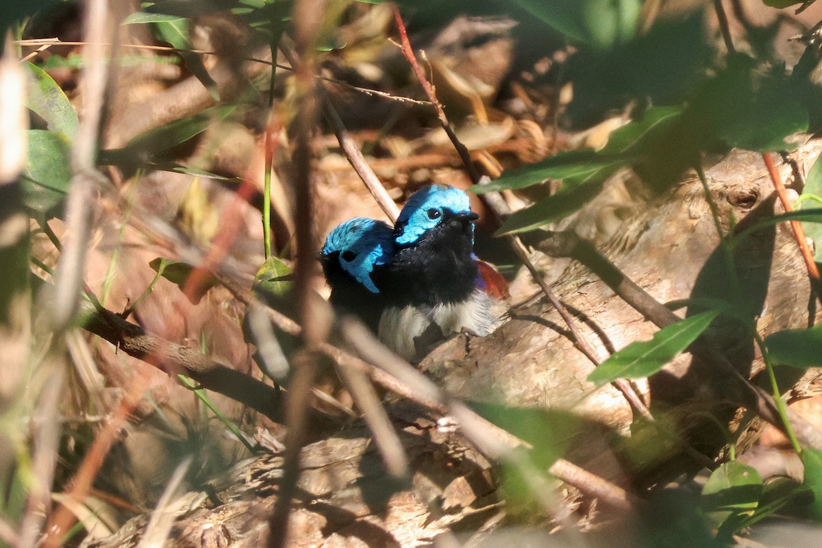 Variegated Fairywren - ML641109445