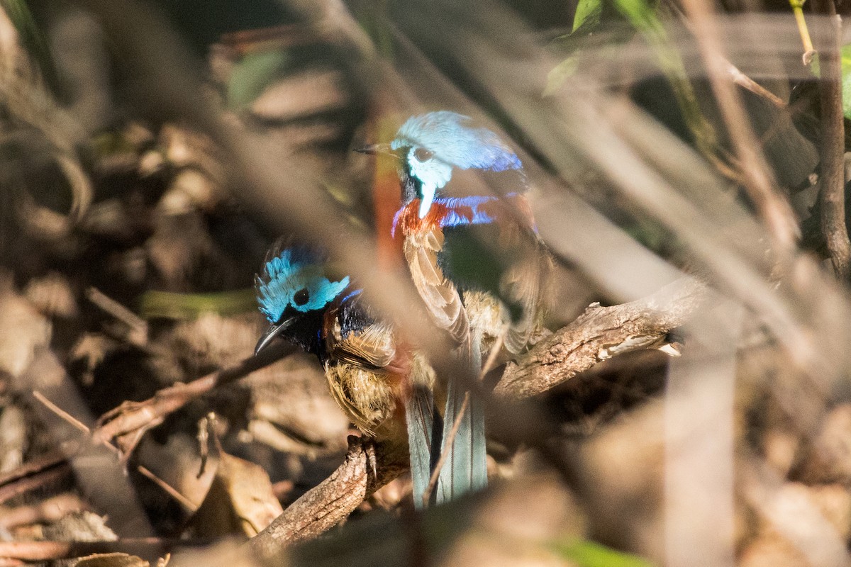 Variegated Fairywren - ML641109447