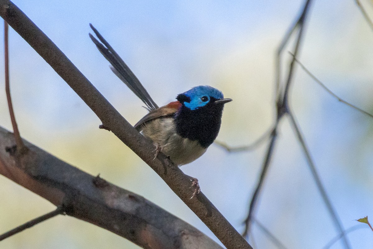 Variegated Fairywren - ML641109448