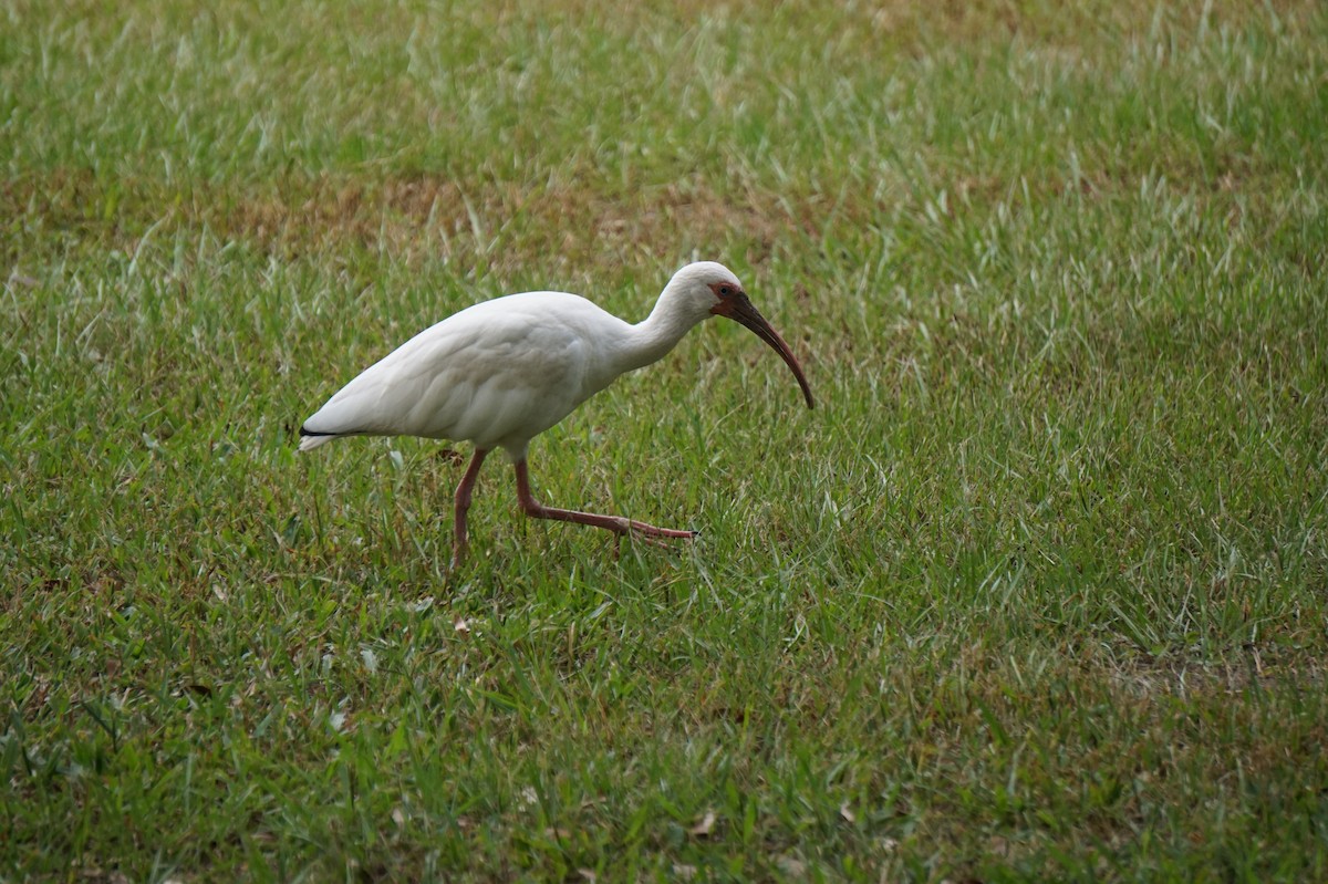 White Ibis - ML641109483