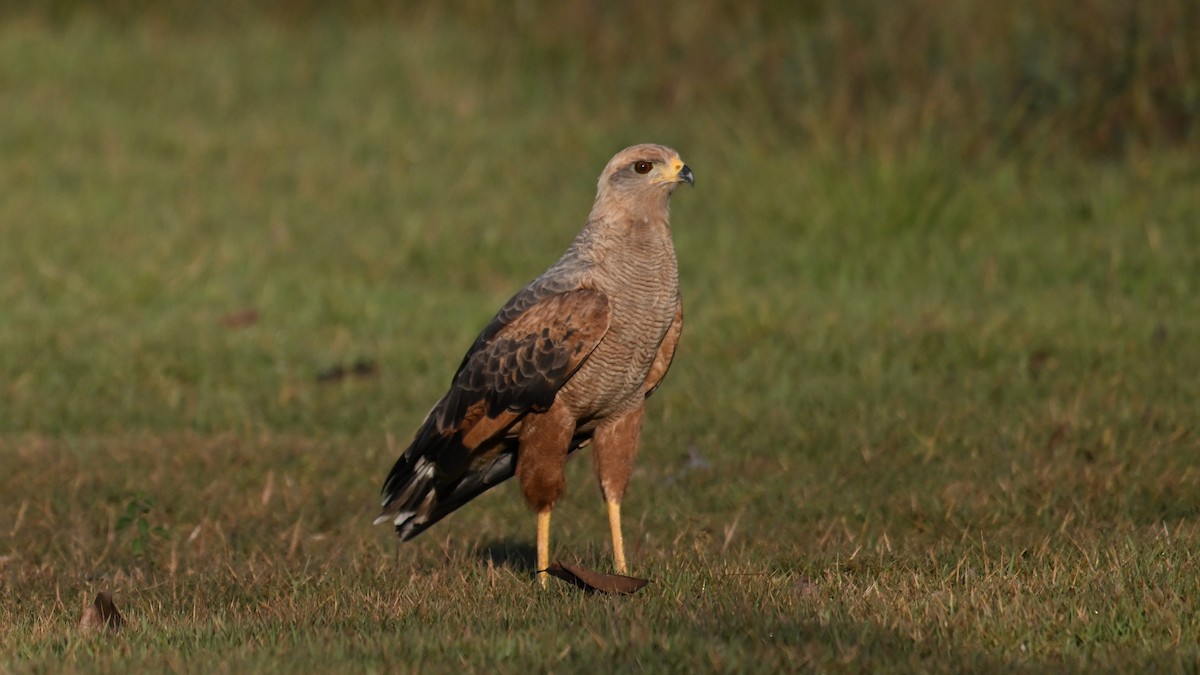 Savanna Hawk - ML641109574