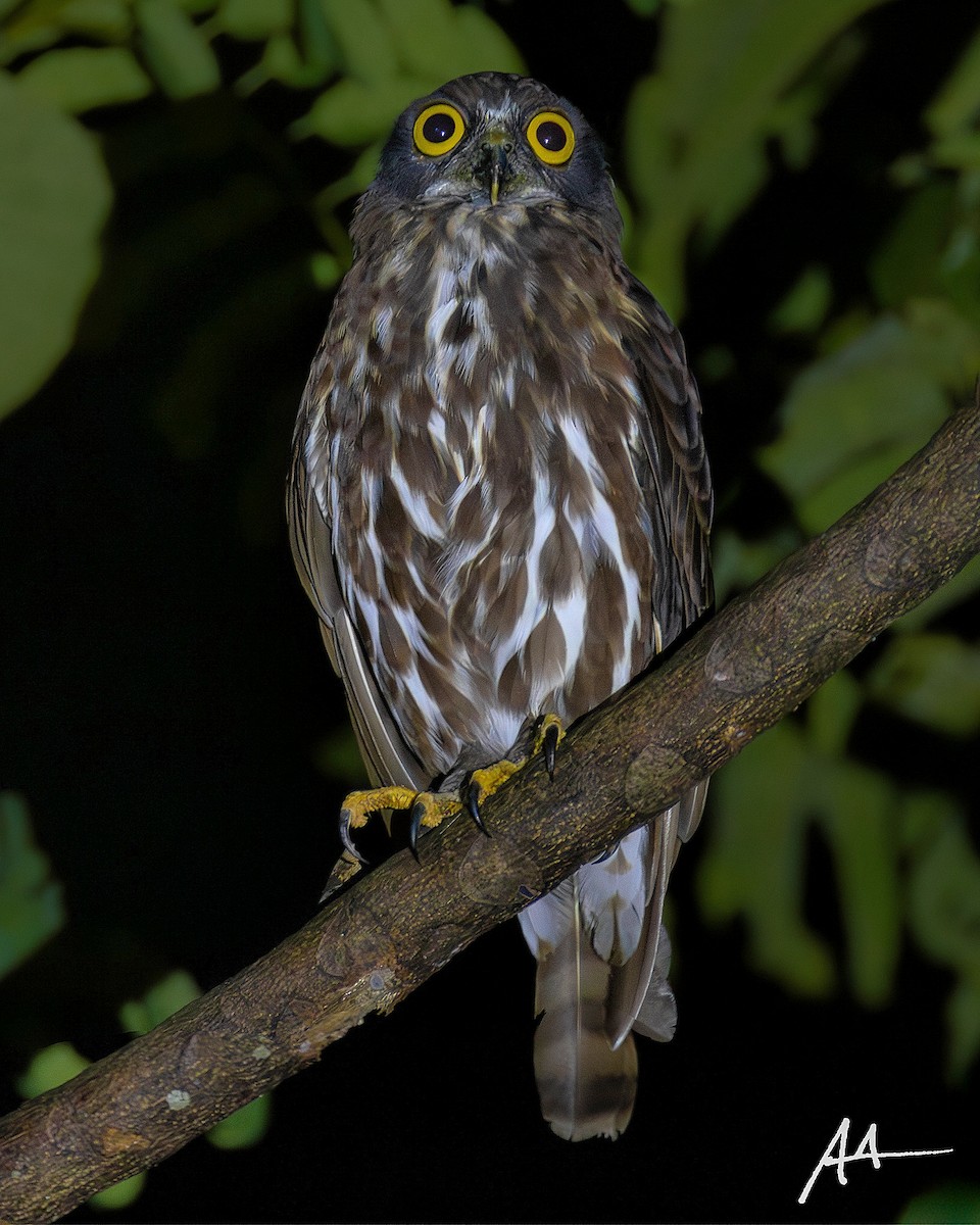 Chocolate Boobook - ML641109608