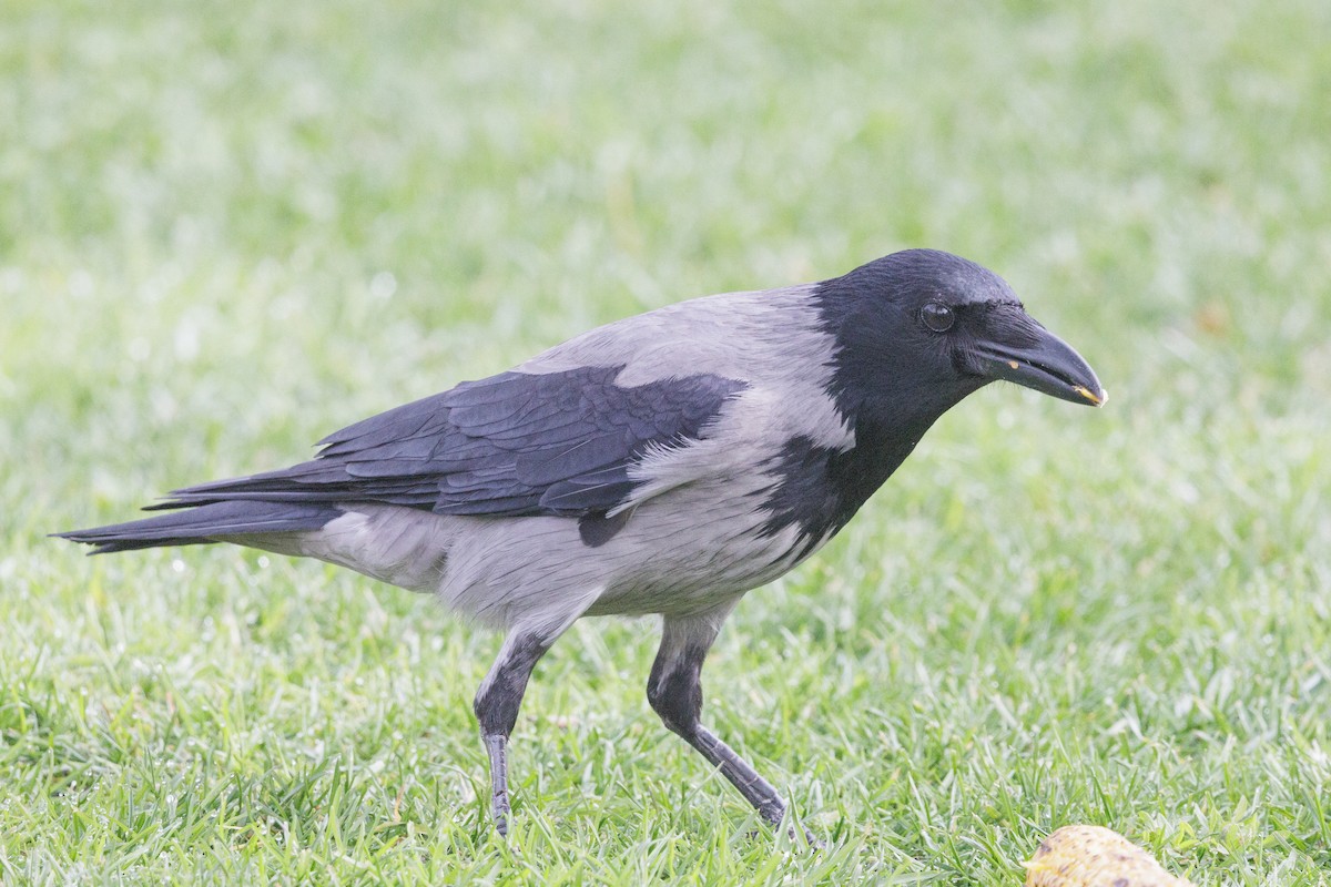 Hooded Crow - ML641109609