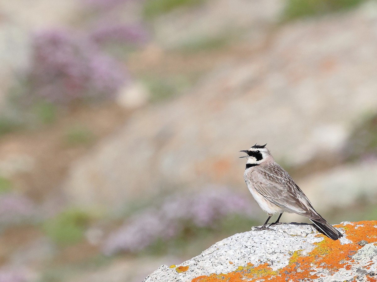 Horned Lark - ML641109626