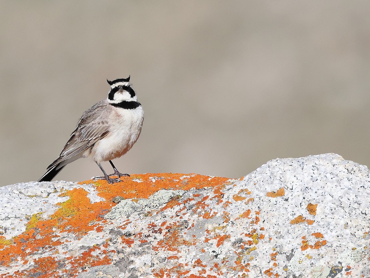 Horned Lark - ML641109627