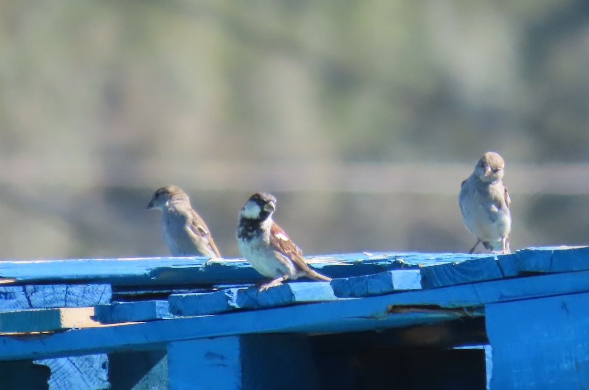 House Sparrow - ML641109639