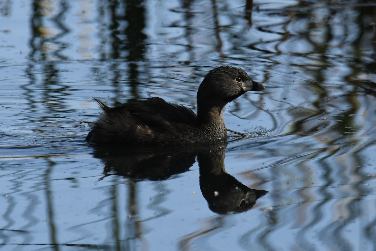 Pied-billed Grebe - ML641109705