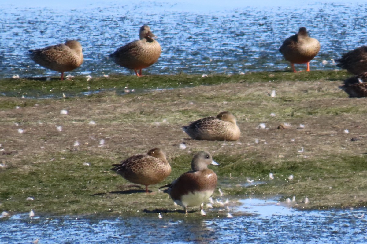 American Wigeon - ML641109708