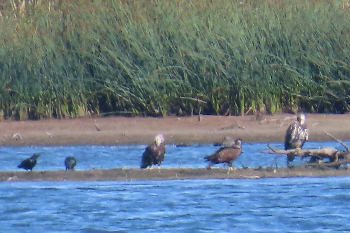 Bald Eagle - ML641109745