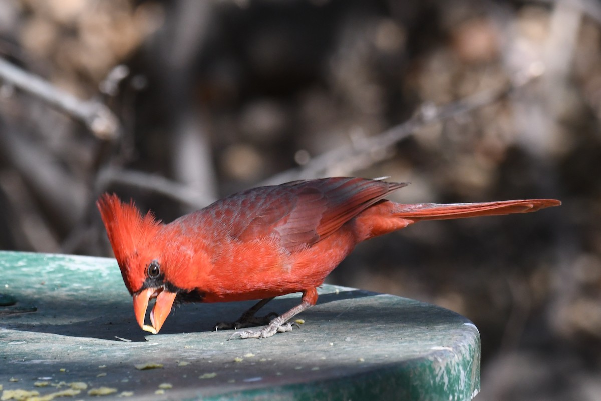 Cardinal rouge - ML641109752