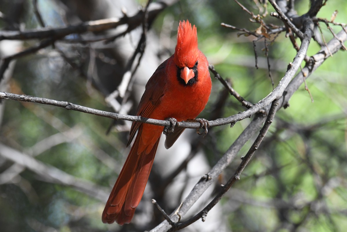 Cardinal rouge - ML641109754