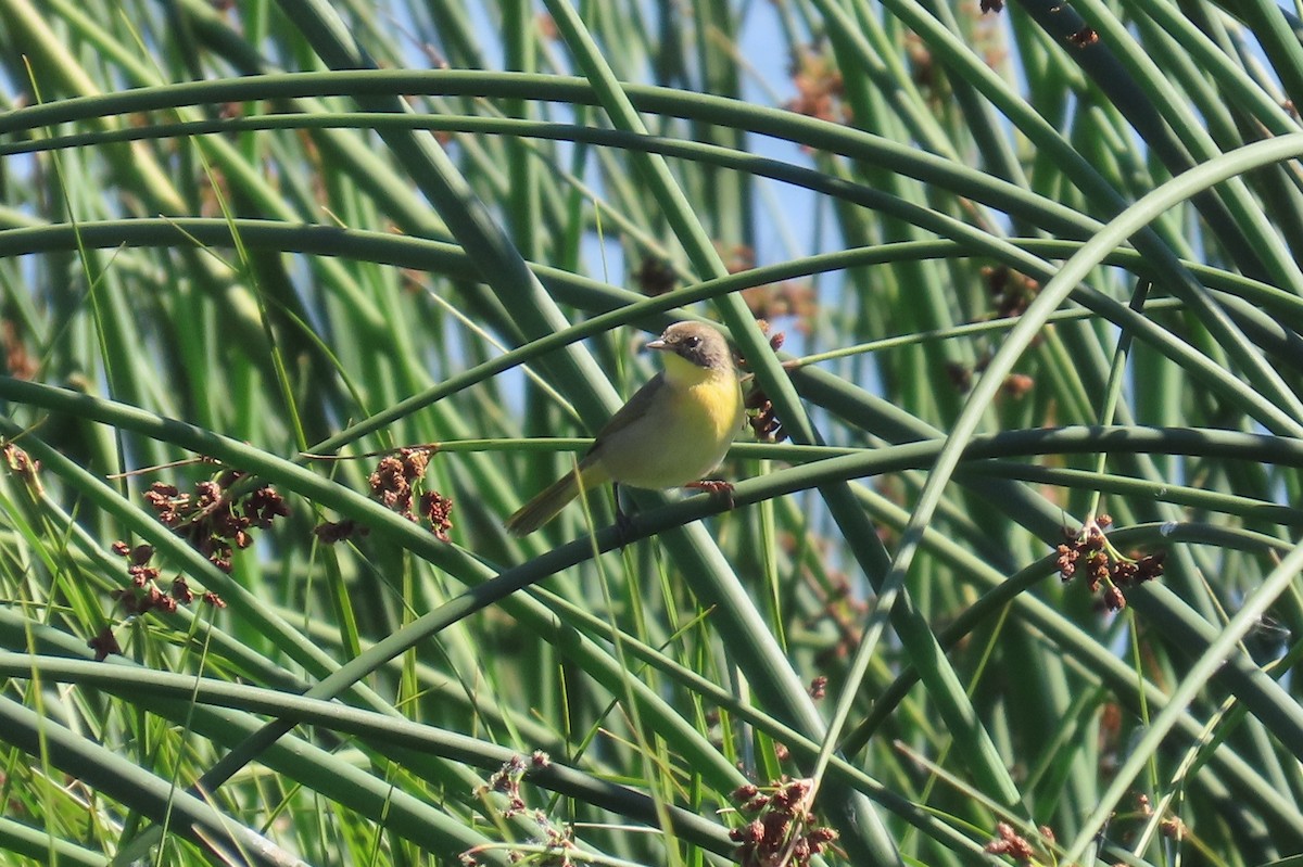 Common Yellowthroat - ML641109758