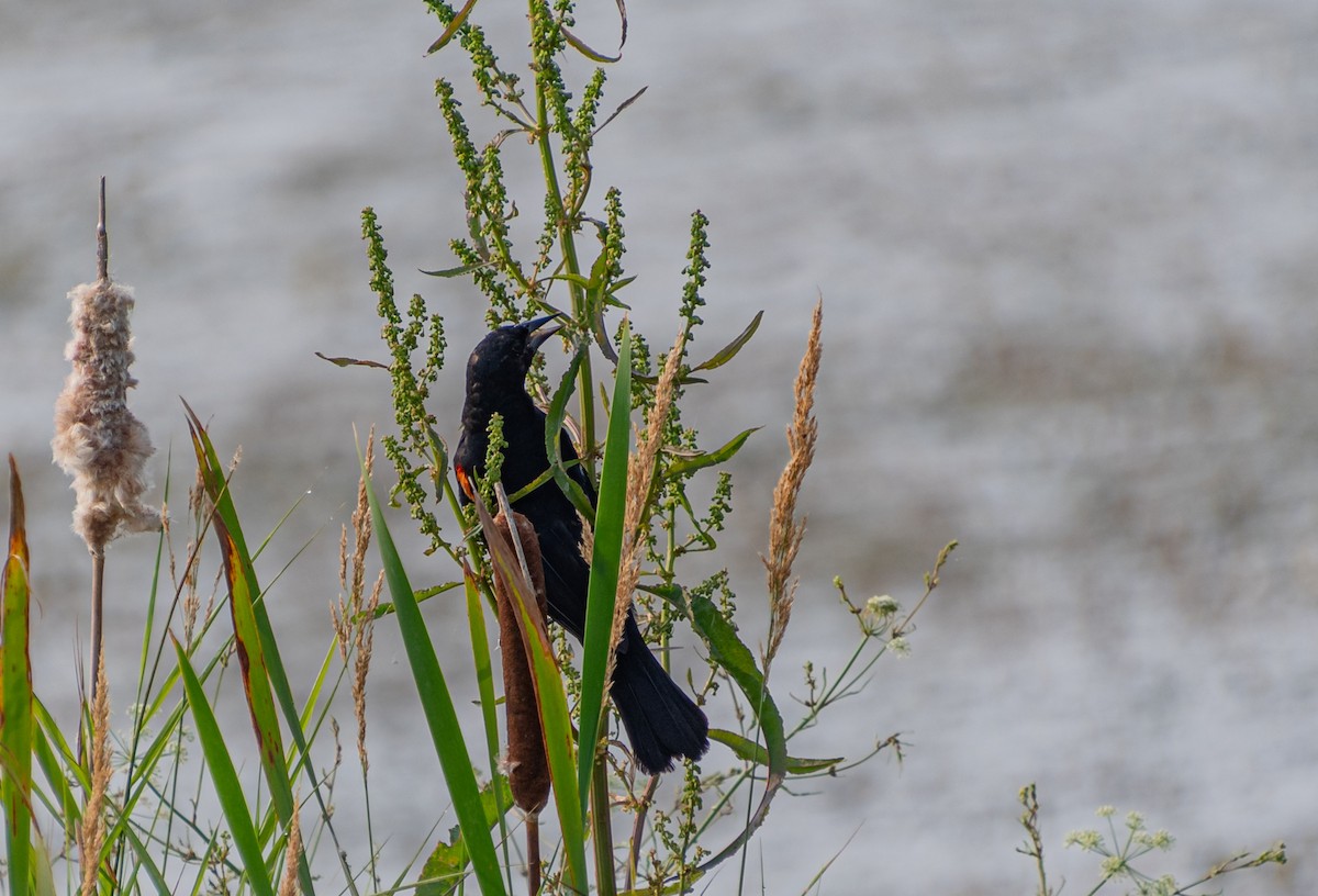 Red-winged Blackbird - ML641109759