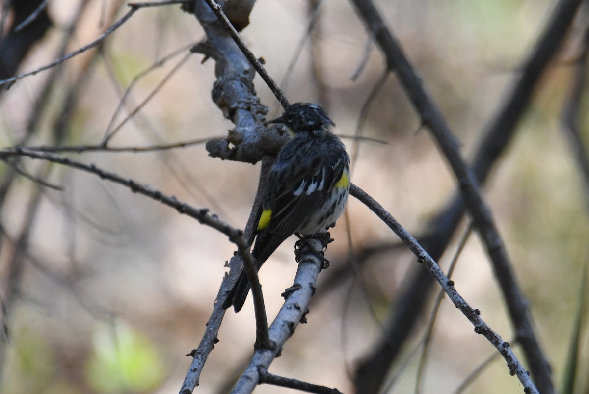 lesňáček žlutoskvrnný (ssp. coronata) - ML641109763