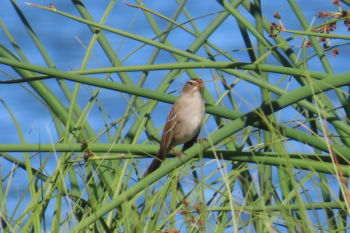 White-crowned Sparrow - ML641109772
