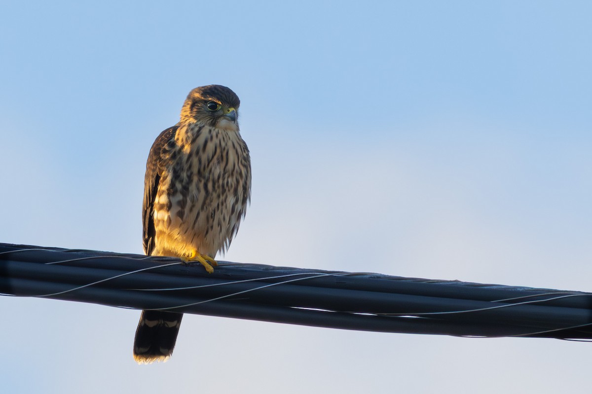 Merlin - ML641109777