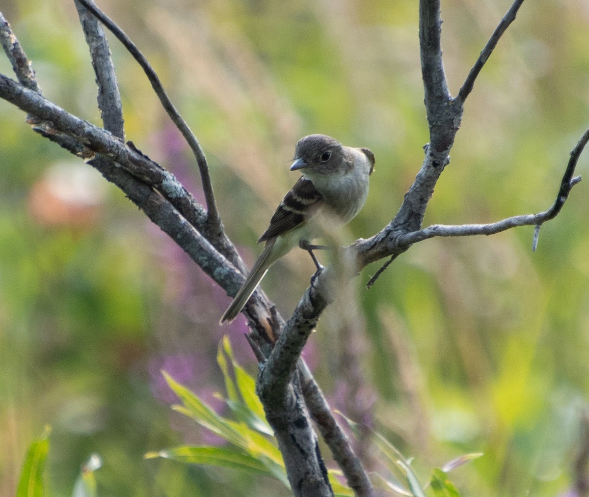 Alder Flycatcher - ML641109779