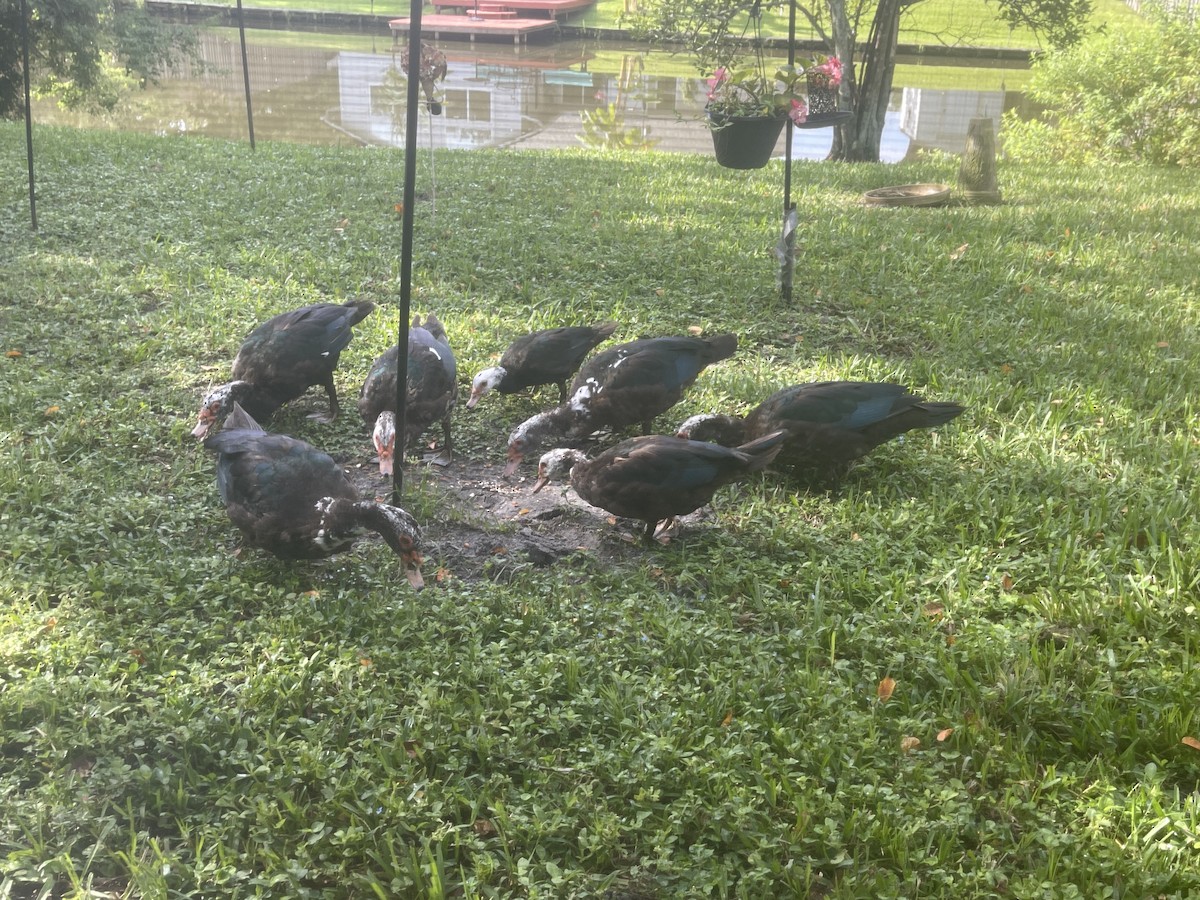 Muscovy Duck (Domestic type) - ML641109802