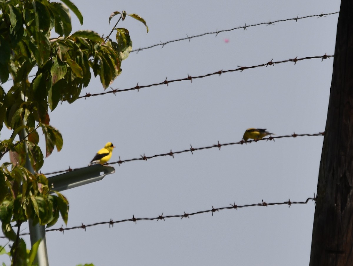 American Goldfinch - ML641109818