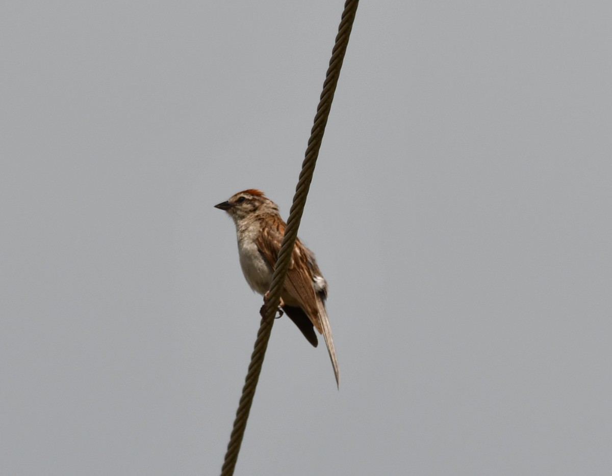 Chipping Sparrow - ML641109823