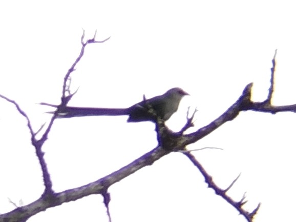 Malcoha sombre - ML641109835