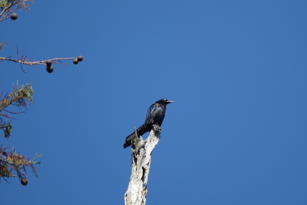 Common Grackle - ML641109844