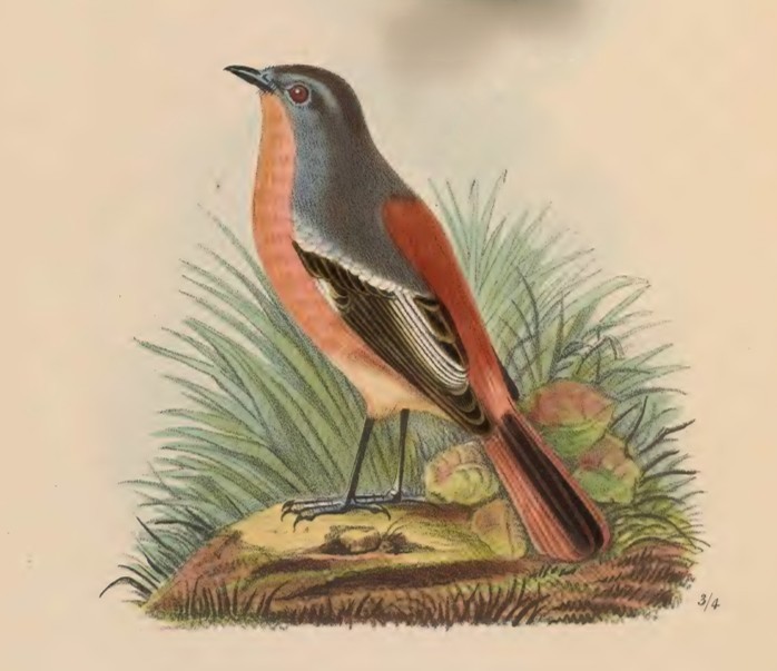 Ala Shan Redstart - ML641109860