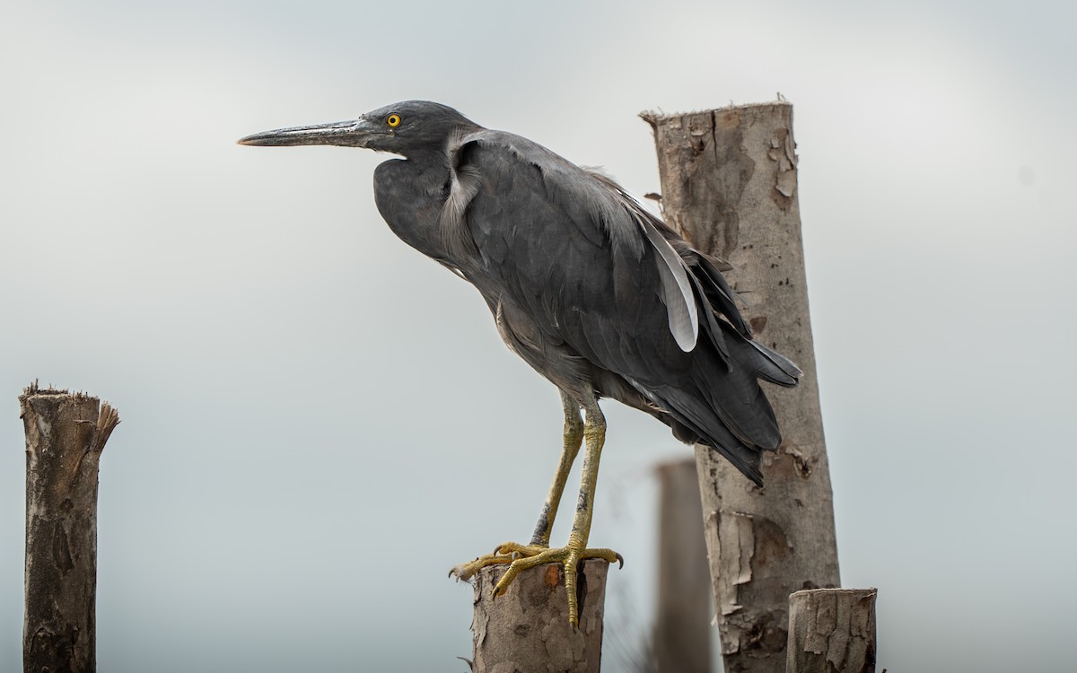 volavka pobřežní - ML641109866