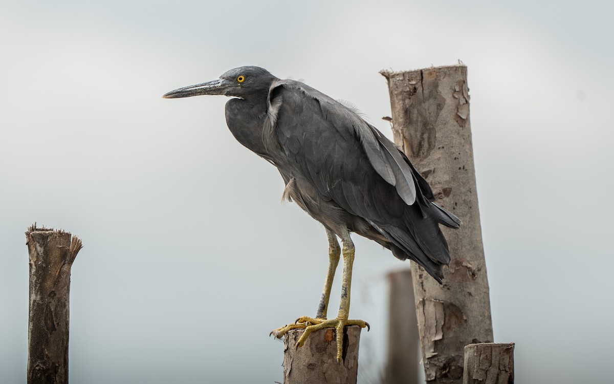 volavka pobřežní - ML641109867