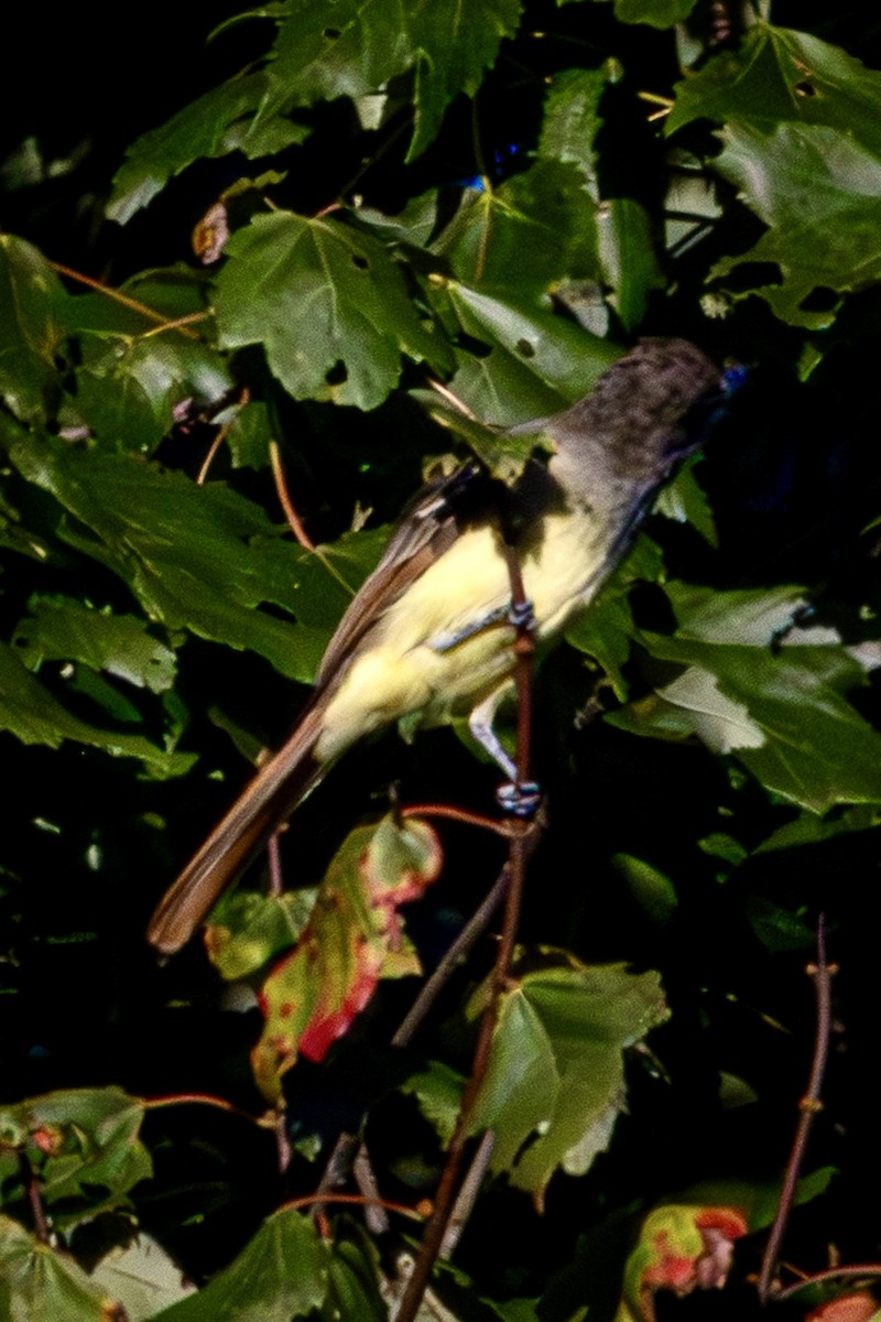 Great Crested Flycatcher - ML641109870