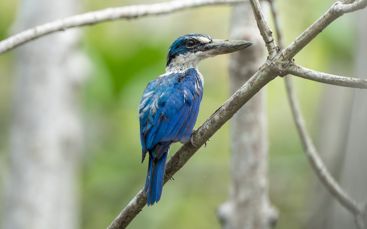 ledňáček obojkový - ML641109871