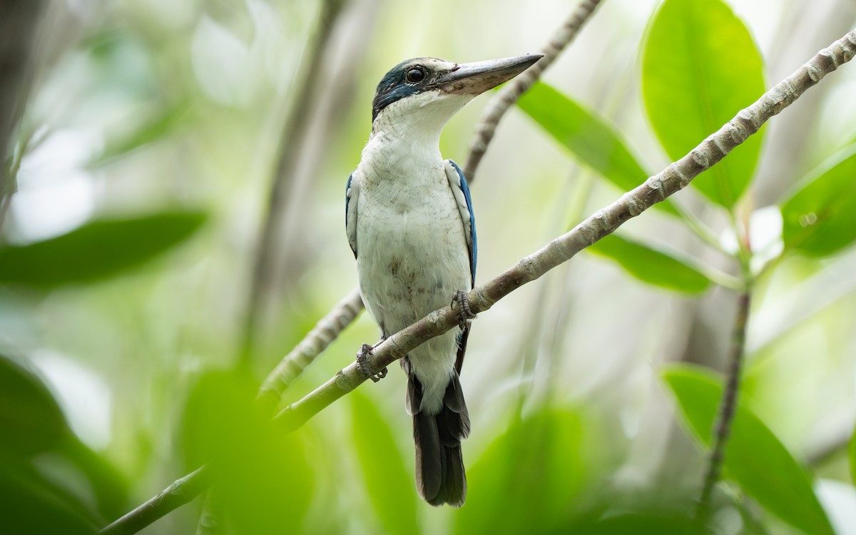 ledňáček obojkový - ML641109872